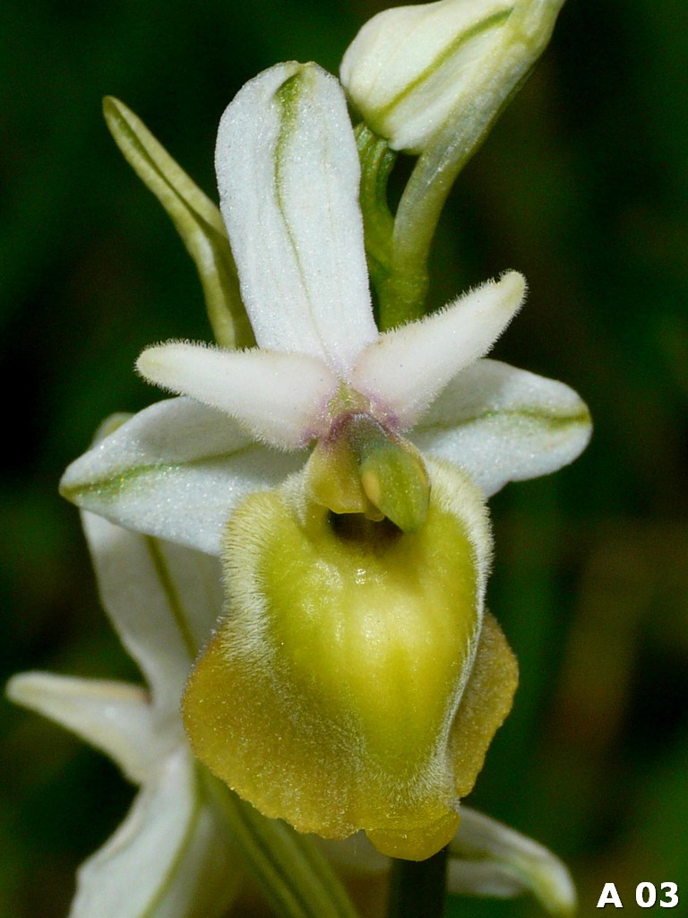 Ophrys dinarica (=Ophrys personata)  in Abruzzo